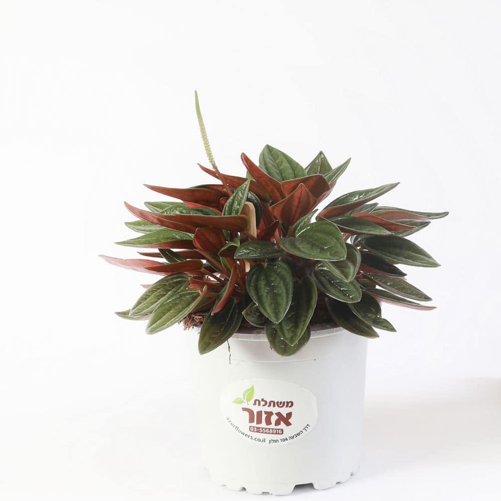 פפרומיה רוסו