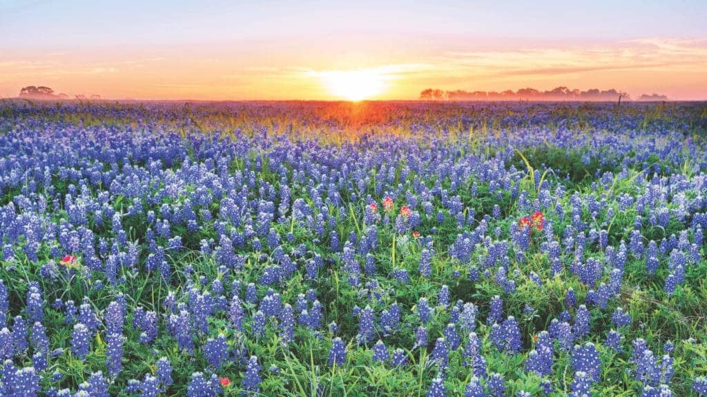 Hill Country Wildflowers.