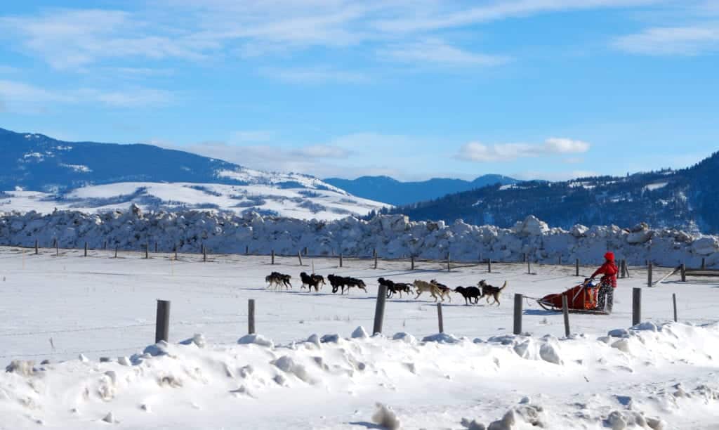 Dog Sled Team in Wyoming.