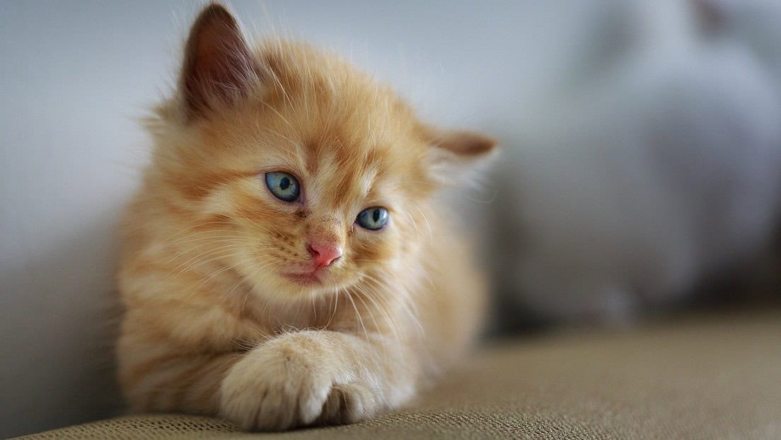Condenan a más de 5 años de prisión a un asesino en serie de gatos