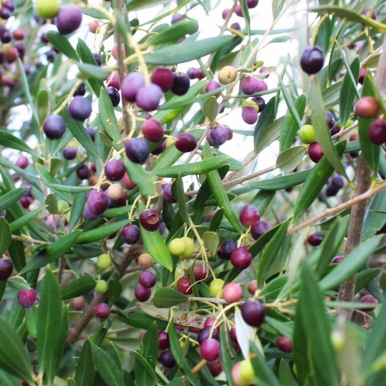 olives-Naxos-Cyclades olives sur un olivier