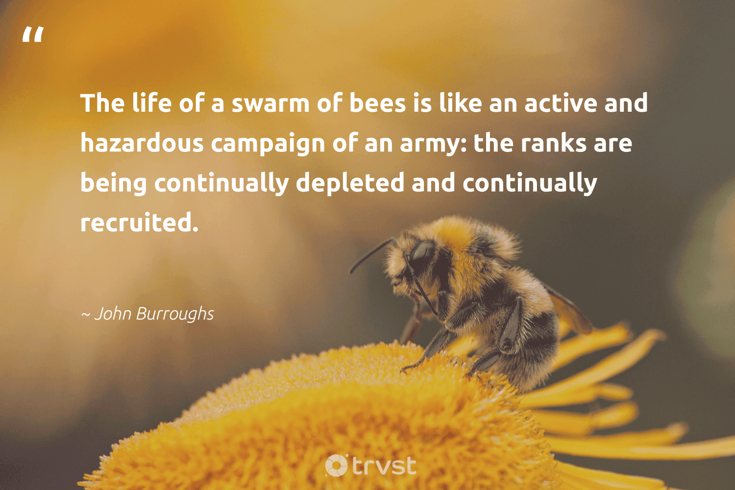 76 Bee Quotes And Famous Inspirational Bee Sayings
