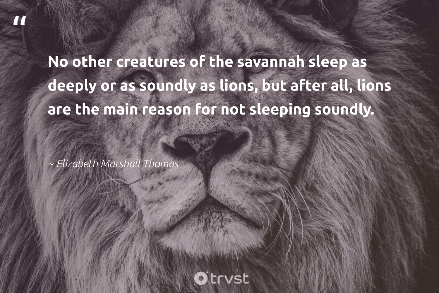 Lion Quotes 42 Inspirational Lion Sayings Famous Quotes Lion Quotes 42 Inspirational Lion Sayings Famous Quotes