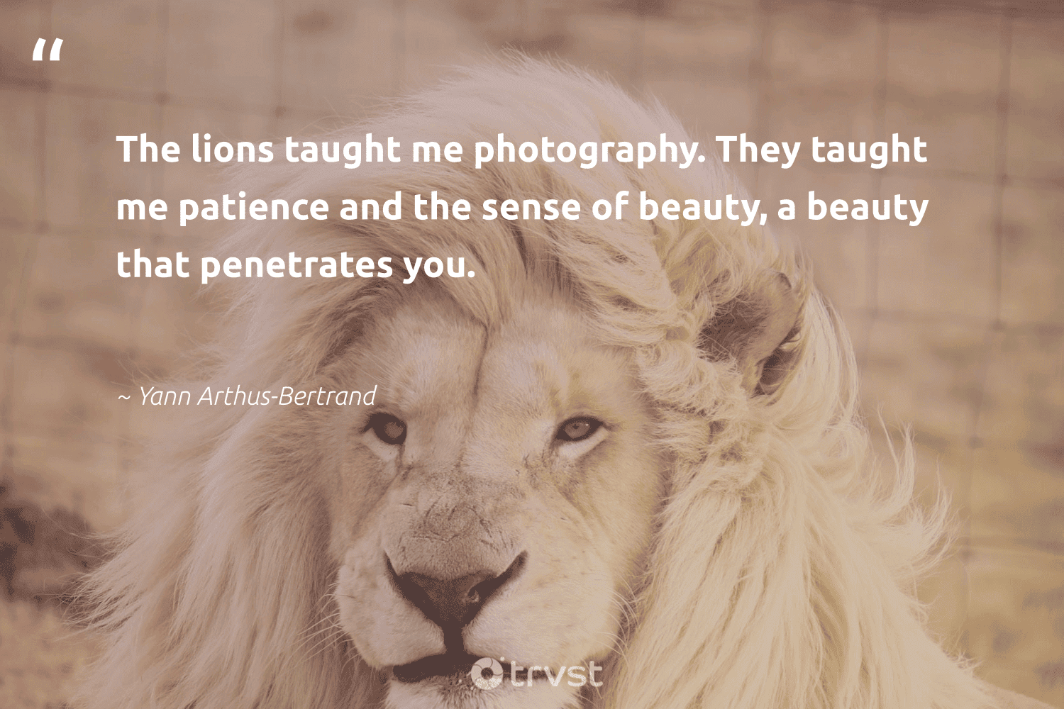 Lion Quotes 42 Inspirational Lion Sayings Famous Quotes Lion Quotes 42 Inspirational Lion Sayings Famous Quotes
