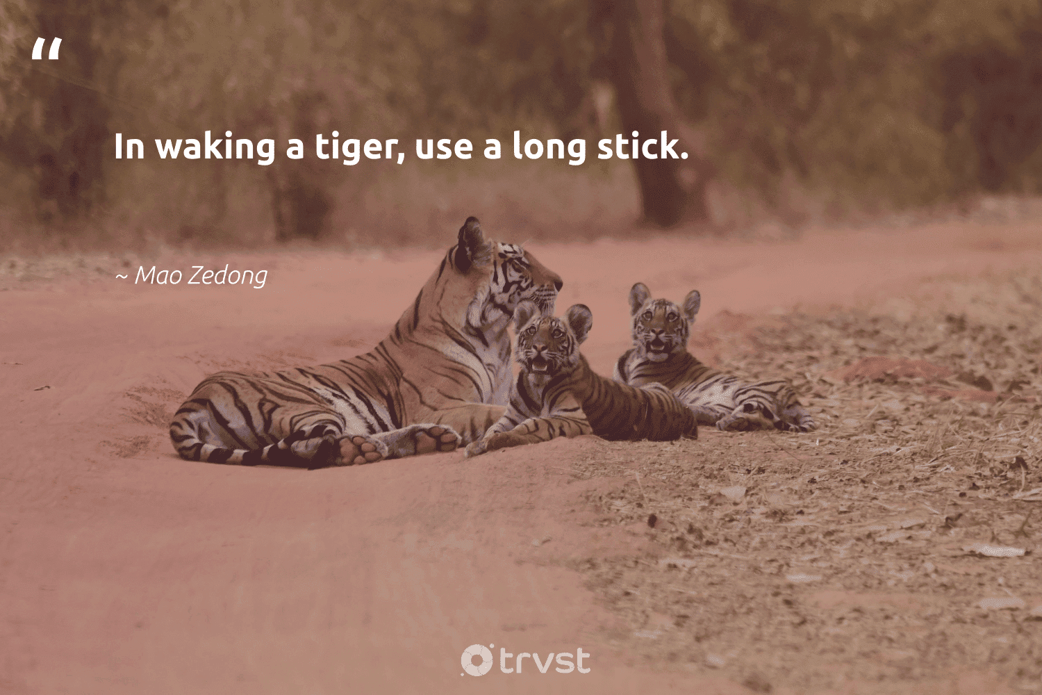 12 Tiger Quotes And Famous Sayings About Tigers