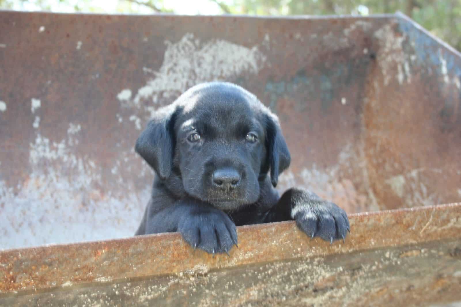 AKC lab puppy in tractor bucket at Sierra Valley Labs Labrador puppy in tractor bucket with grey collar from California Labrador Retriever Breeder