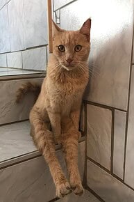 Merida