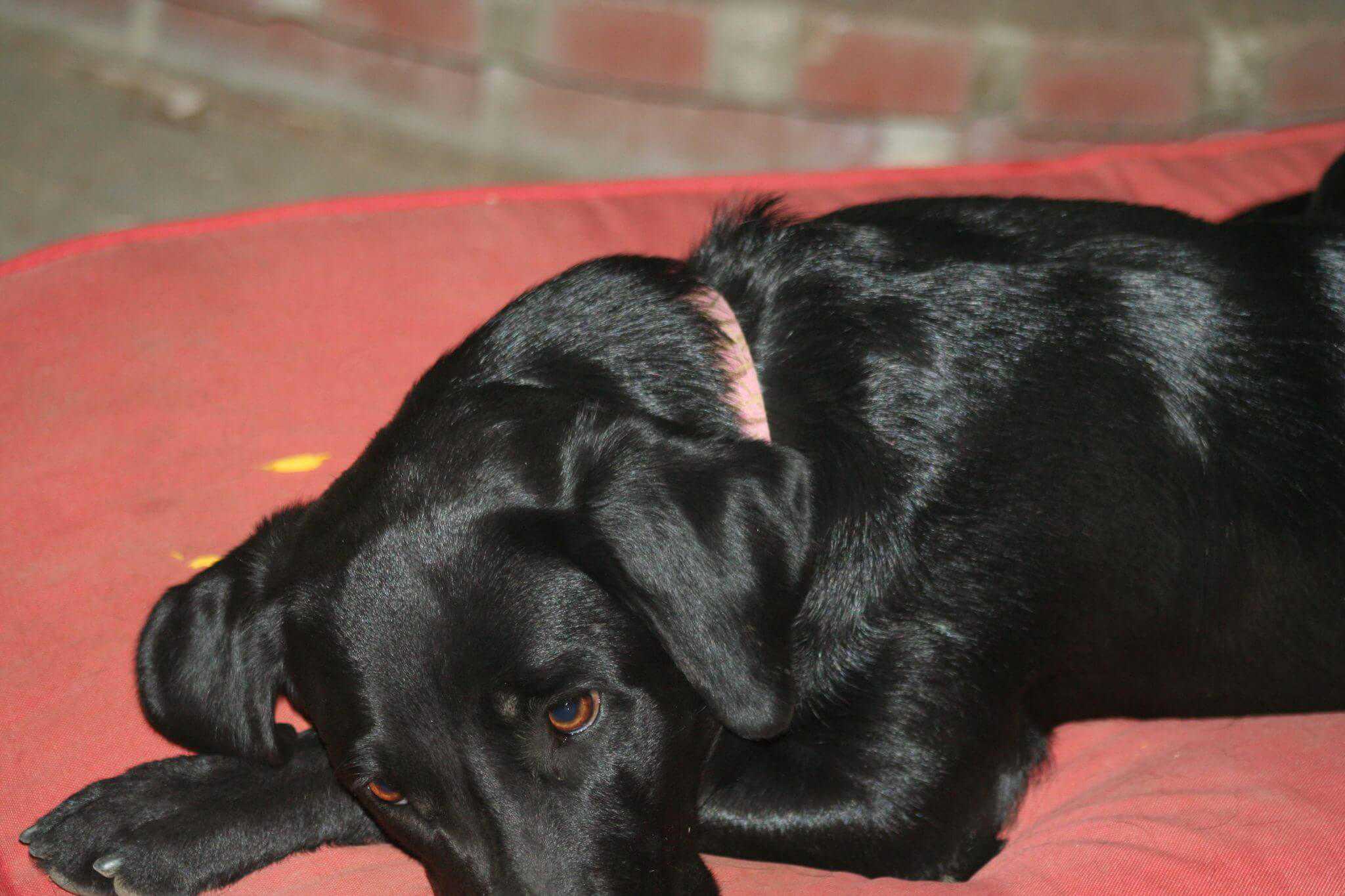 Contessa Rose Da Serra resting in Madera, CA at Sierra Valley Labs Black Lab resting