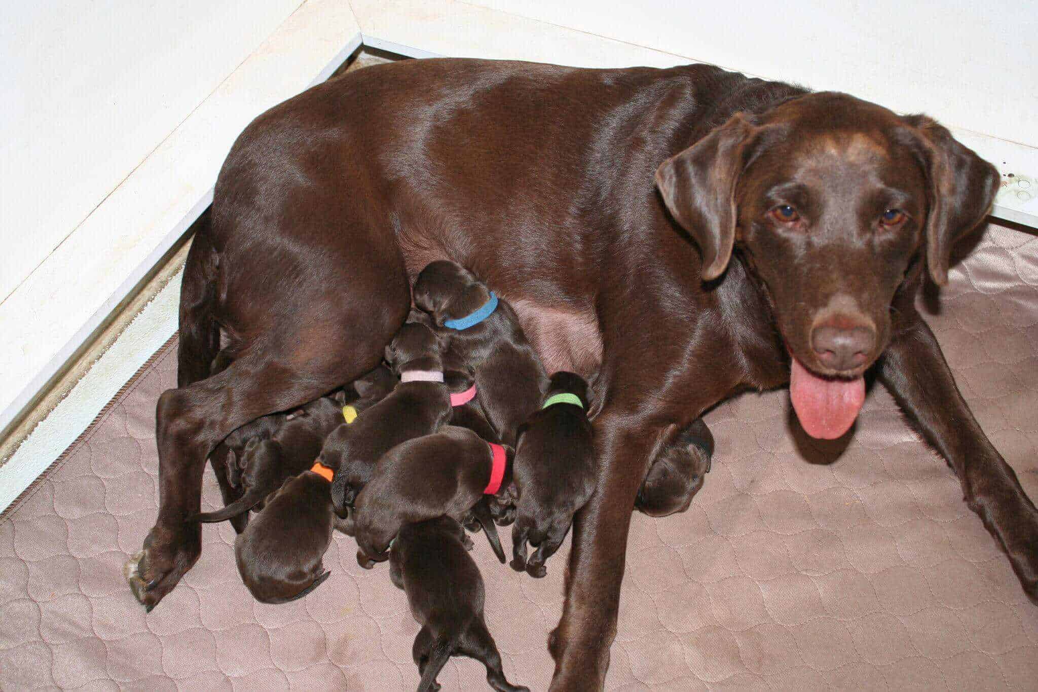 Sadie Rose Da serra litter of chocolate labrador retreiver puppies october 2020 Sadie Rose Da Serra with her litter of chocolate Lab puppies