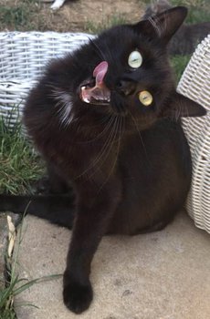 Frieda
