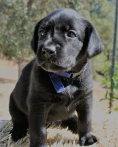 labrador puppy blue Labrador retreiver puppy for sale on hay bale