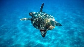 tartaruga