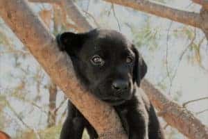 IMG_5790 Lab Puppy in a tree