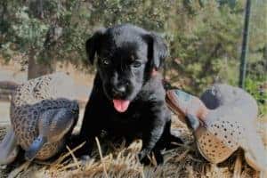Orange puppy Labrador puppy on hay bale with duck decoys