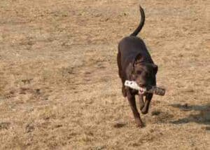 chcocolate_lab_retrieving_bumper_hunting_lab-2 Chocolate lab female with bumper