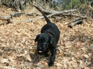 lab puppy playing in leaves Lab puppy running and playing in leaves