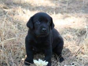 Lab puppy with brown collar Black Lab puppies with flower in pine needles at Sierra Valley Labs