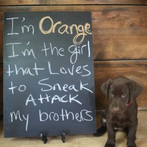 69720579_2397604660509229_3077171886640070656_o chocolate lab puppy at northern california lab breeder