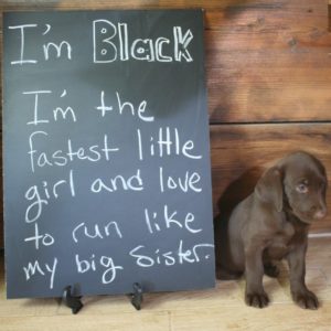 69889404_2397607480508947_1156958829699661824_o Female chocolate lab at lab breeder in california