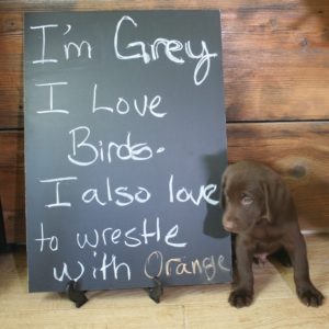 Chocolate Labrador Puppy with chalkboard sign Grey lab puppy Chocolate Labrador Puppy with chalkboard sign Grey lab puppy