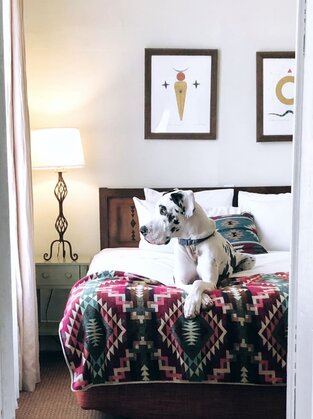 Odie enjoying a pet-friendly hotel.