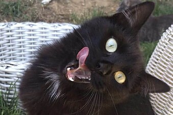 Percy