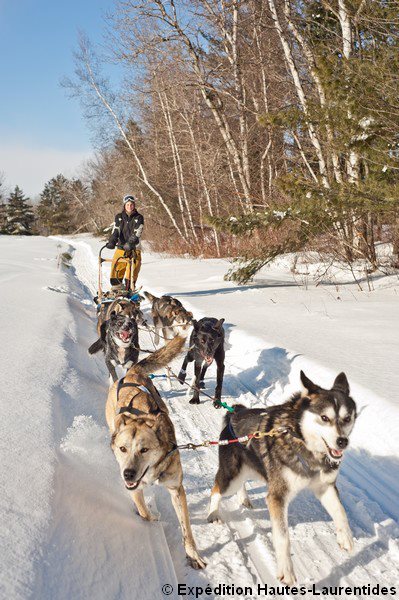 Musher avec traîneau à chiens