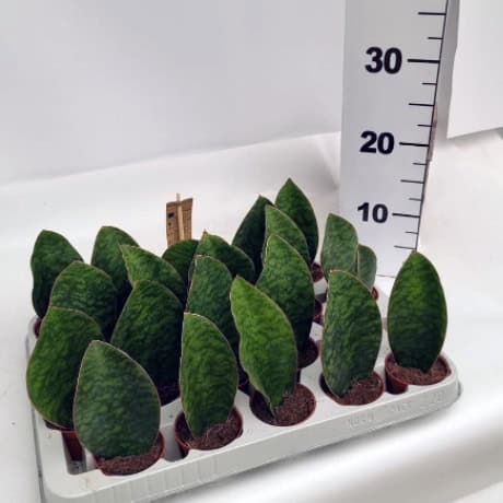 סנסיווריה ויקטוריה