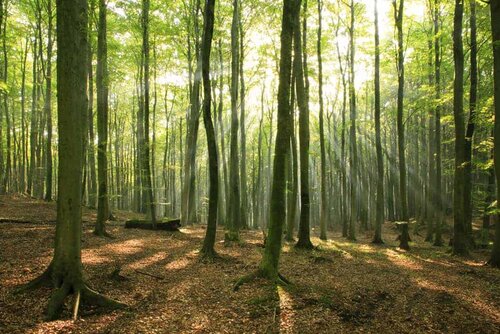 Why People Leave Managers, not Companies (and what to do about it) 1 people leave managers, not companies don't miss the forest for the trees