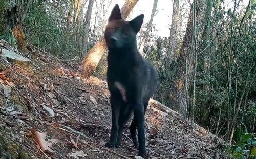Video Captured Of “One Of Rarest Animals In America” – Country Music Nation