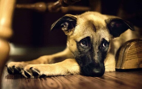 The two words leaders should fear most that cause employee disengagement 1 learned helplessness employee engagement shocked dogs teach us an important lesson