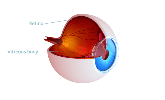 Retina, vitreous body eye, surgery vienna