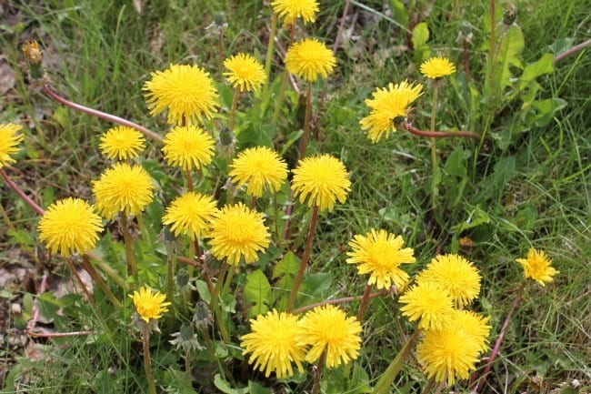 Dandelions growing in a grassy spot.