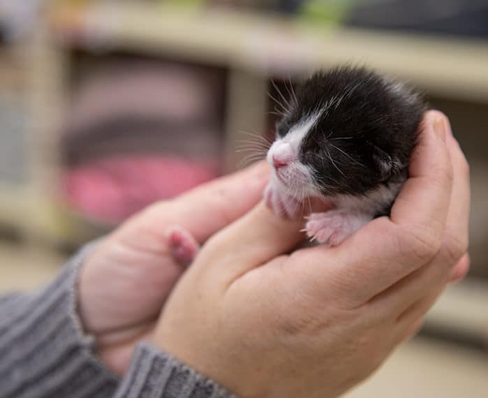What To Do When You Find Kittens What To Do When You Find Kittens