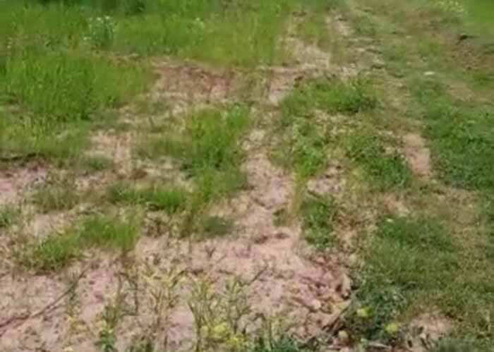 Image annonce: A vendre plus d’un hectare agricole