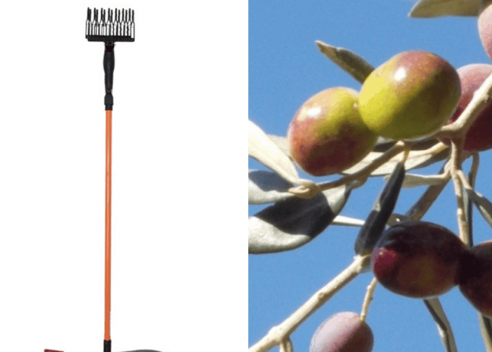 Image annonce: Les différentes méthodes de récolte des olives