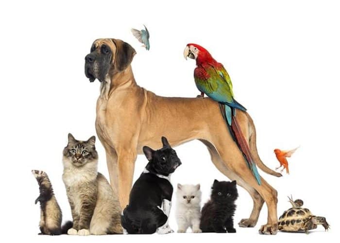 Image annonce: Formation Naturopathe animalier