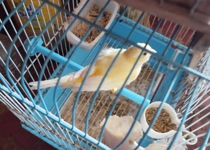 Image annonce: Oiseau calopsite couple et couple canari jaune