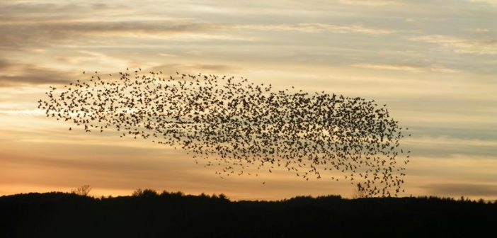 one-management-topic-prospective-current-mbas-talk-organizational-individual-behaviour-interaction-project-personal-professional-balance-one-year-mba