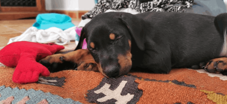 Our Favourite Dog Products - Samson the Doberman