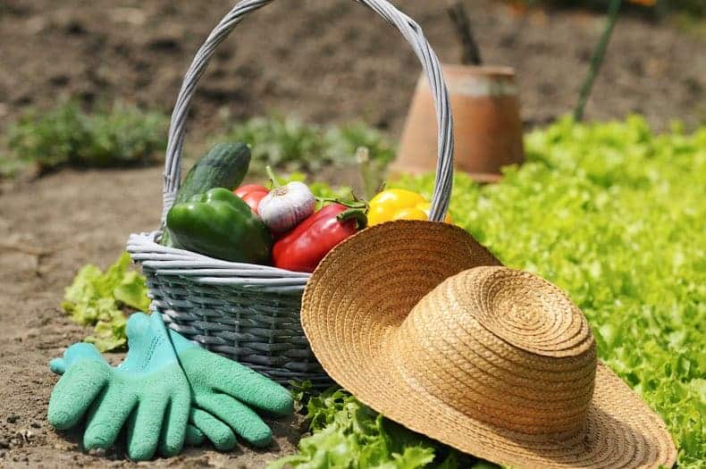 An image of a basket full of vegetables and resting on the ground near a garden patch. A straw hat and gardening gloves sit by the basket.