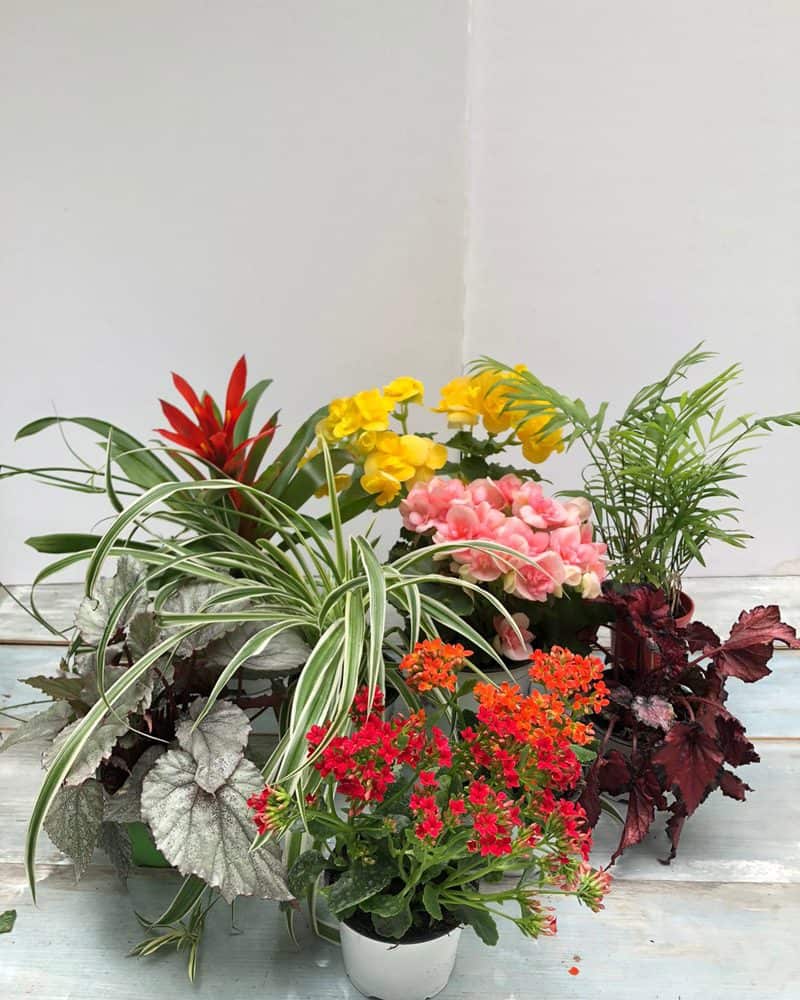 חבילת "אביב פורח"