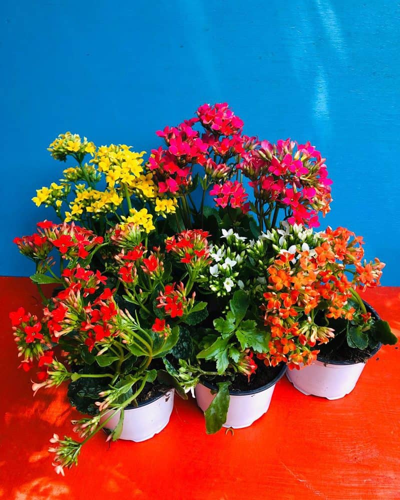 חבילת "ניצניות"