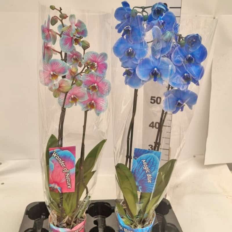 סחלב פלנופסיס כחול - 2 ענפים