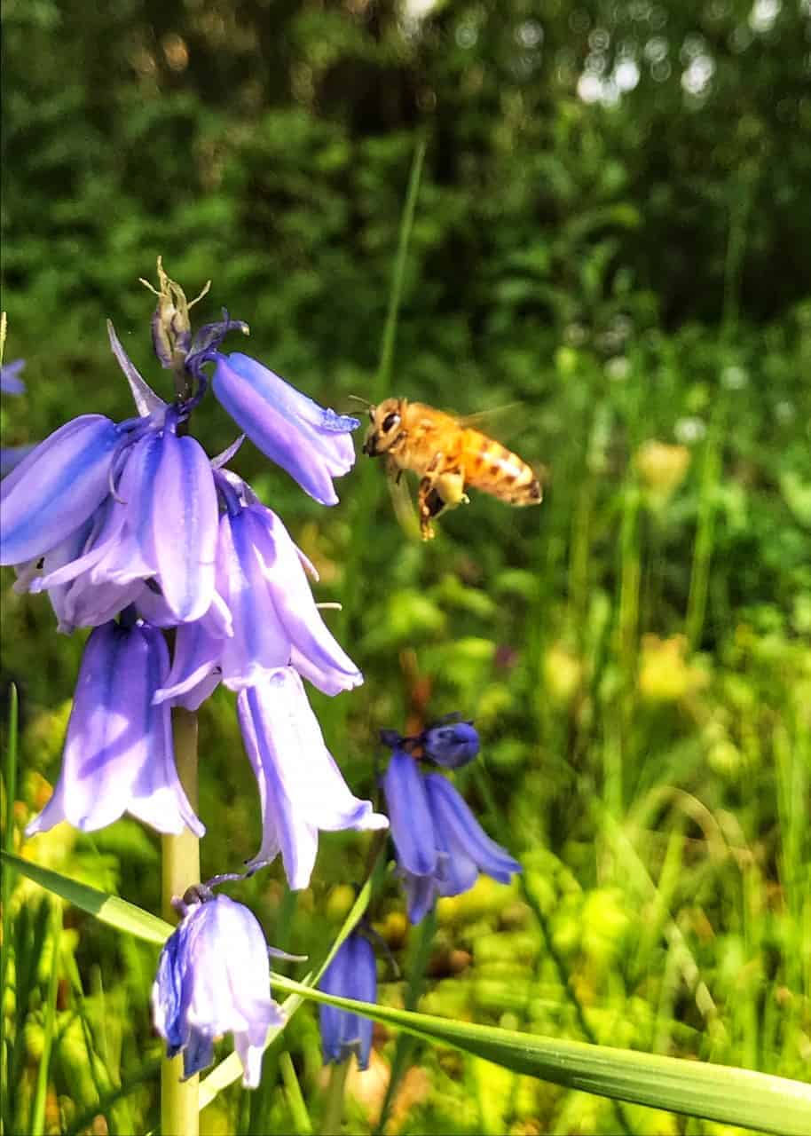 abeille-en-vol-vent-de-miel-apimoulin1 abeille en vol