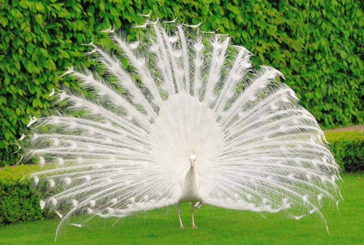 7 Essential Tips for Effective 1 on 1 Meetings with Your Manager 1 effective 1 on 1 meetings should not be as rare as an albino peacock