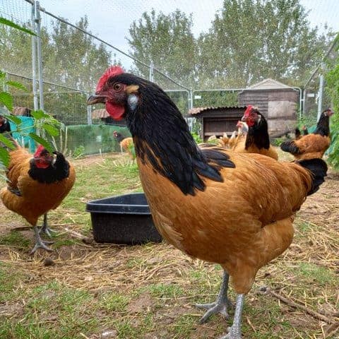 Vorwerk Pullets