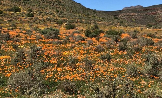 Biedouw-Valley-cederberg wildflowers in Spring