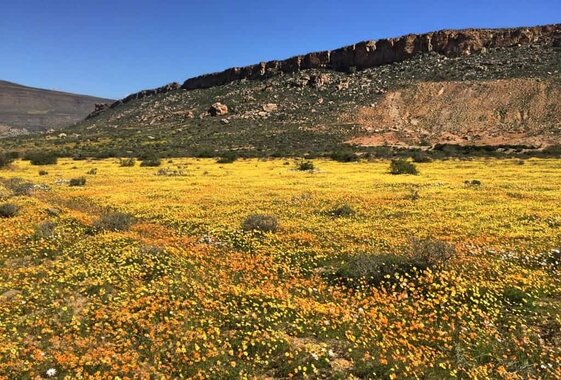 Biedouw-valley-flowers-Cederberg