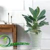 cây bạch mã hoàng tử để trong phòng làm việc